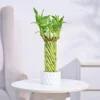 Lucky Wheel Bamboo Plant