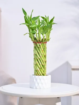 Lucky Wheel Bamboo Plant