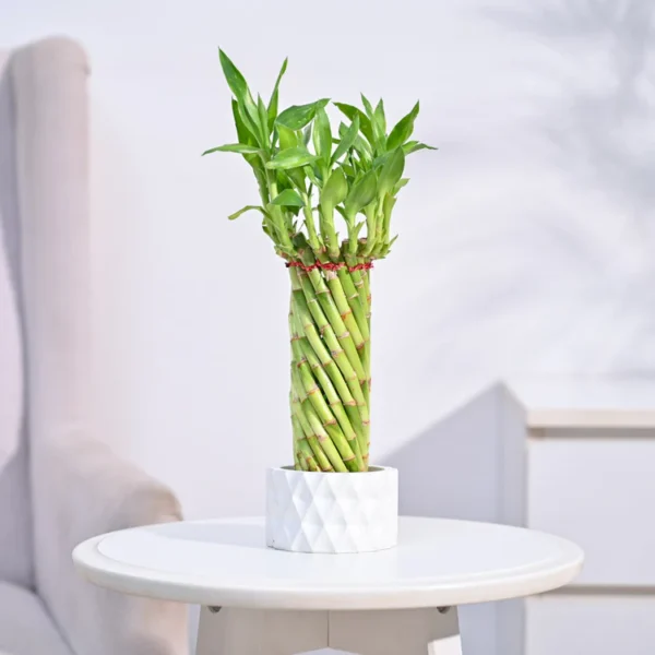 Lucky Wheel Bamboo Plant