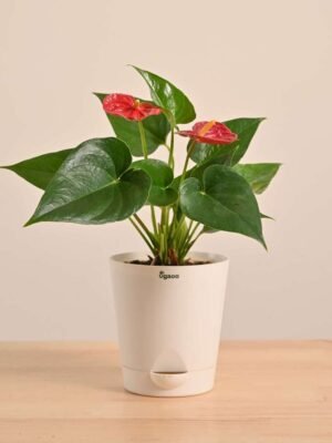 Anthurium Red Plant
