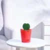 Peace Lily Plant