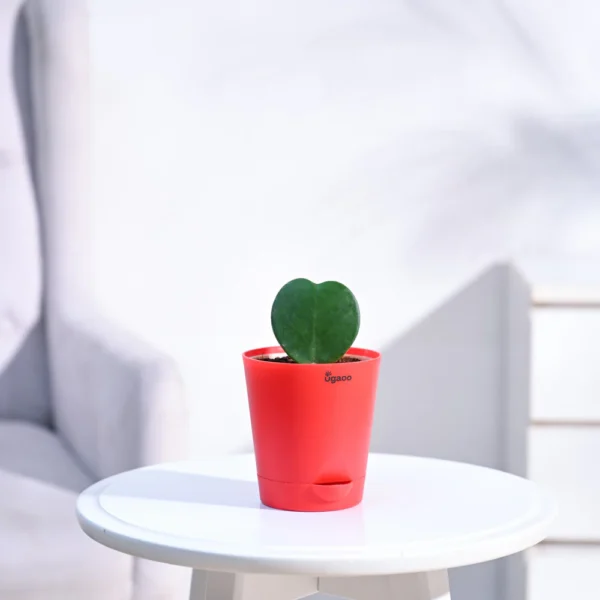 Peace Lily Plant
