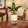Peace Lily Plant