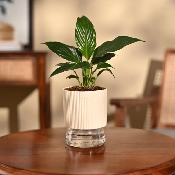 Peace Lily Plant