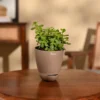 Jade Mini Plant