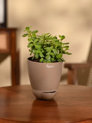 Jade Mini Plant