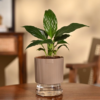 Peace Lily Plant
