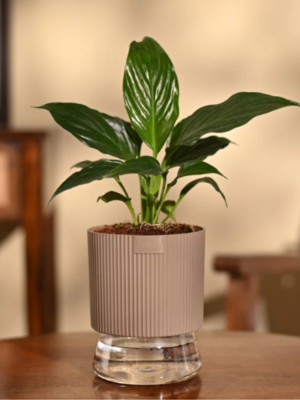 Peace Lily Plant