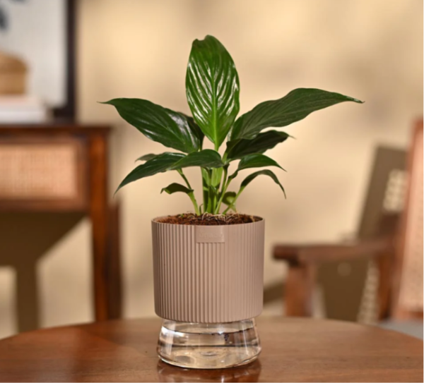 Peace Lily Plant