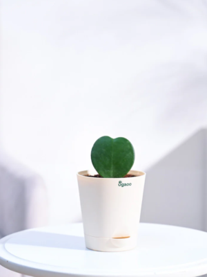 Heart Hoya Plant