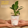 Screenshot 2026-07-23 171357 Peace Lily Plant