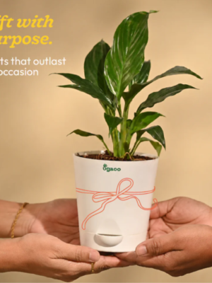 Peace Lily Plant