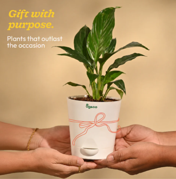 Screenshot 2026-07-23 171357 Peace Lily Plant