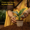 Peace Lily Plant