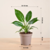 Peace Lily Plant