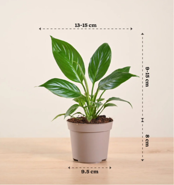 Peace Lily Plant