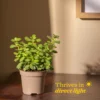 Lucky Bamboo Plant - 2 Layer