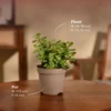 plant2 Peace Lily Plant