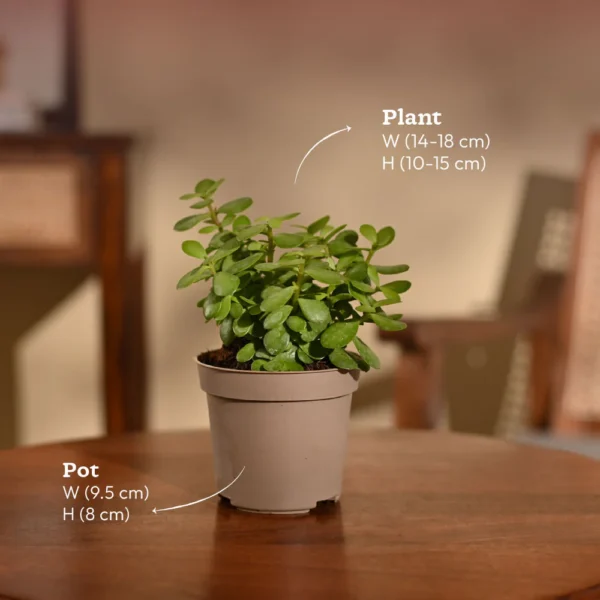 plant2 Peace Lily Plant