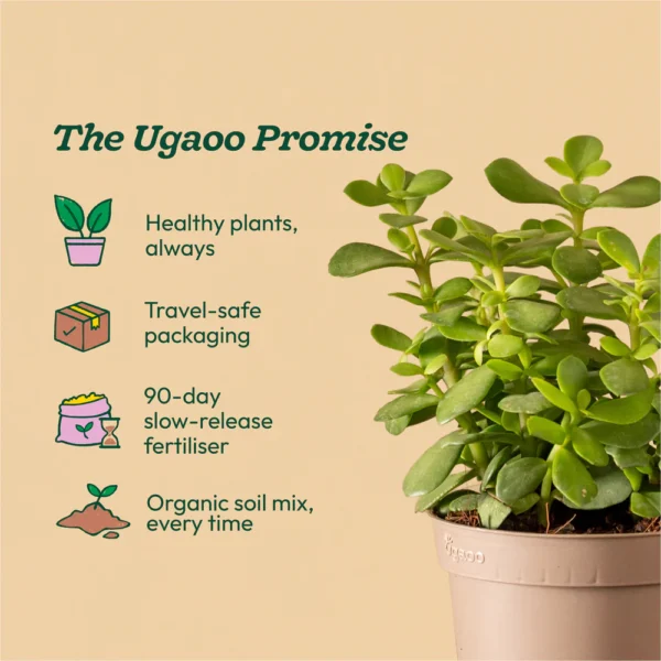 plant4 Peace Lily Plant