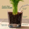 plant5 Peace Lily Plant