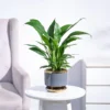 Lucky Bamboo Plant - 2 Layer