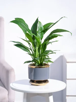 Lucky Bamboo Plant - 2 Layer