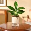 Peace Lily Plant