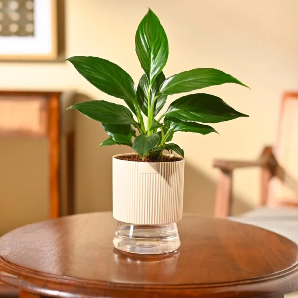 Peace Lily Plant